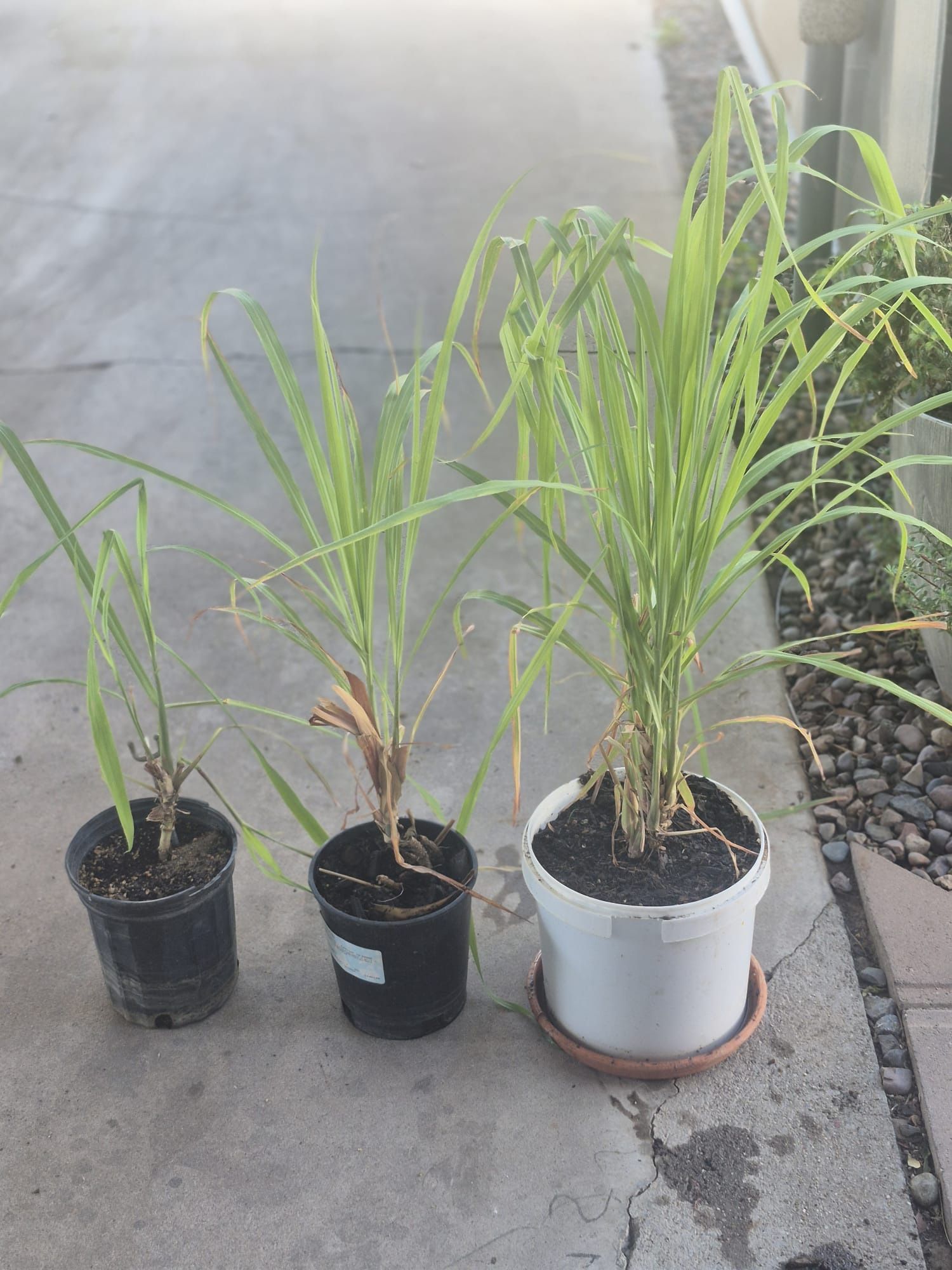 Lemon Grass Plant $5 Small $10 Big One 