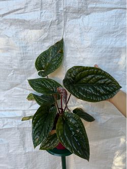 6” anthurium Luxurians