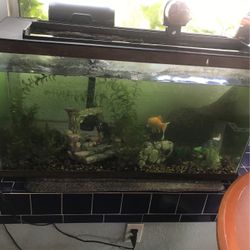 Large Aquarium With Fish And All Accessories 
