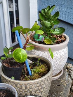 Chinese Money Plant & Kalancho In Large Ceramic Pots price for one