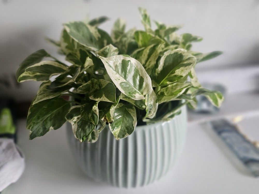 Pothos Plant