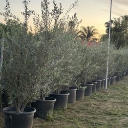 25 Gallons Olive Trees 