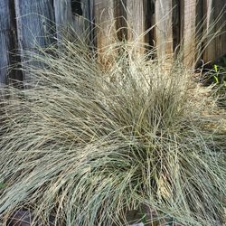 Beautiful Bushy Plants