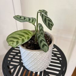 Prayer Plant