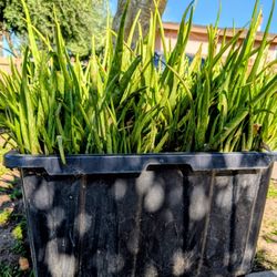 Large Aloe Vera Plants In  Container ~ 26" x 17" x 15"