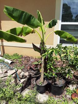 Burro banana plant 5 ft tall