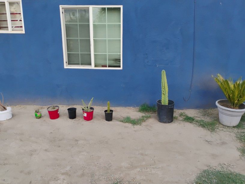 Cactus Plants And Succulents All For $25