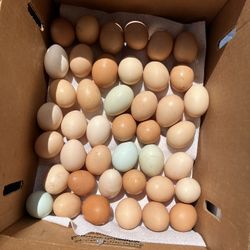 Chickens , Ducks Eggs — $6 /dozen