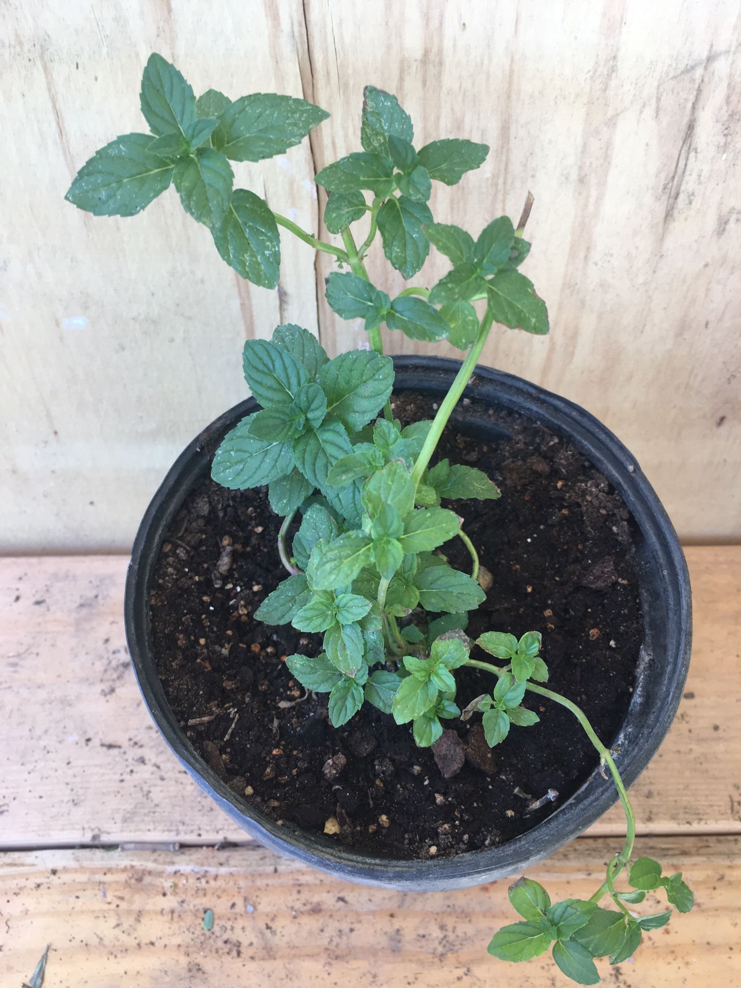 Organic Spearmint