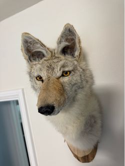Real Coyote Taxidermy