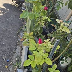 Red Rose Plant