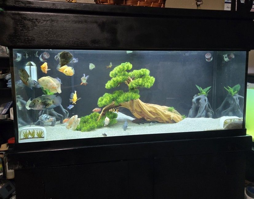 75 GALLON AQUARIUM w/ Tank, Stand, Canopy, Many Extras