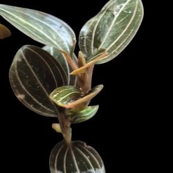 Jewl Orchid Cuttings