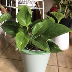 Pothos and 7.5” Tall Green Ceramic Pot