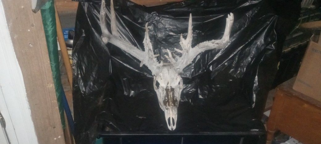 SET OF NON Typical deer antlers