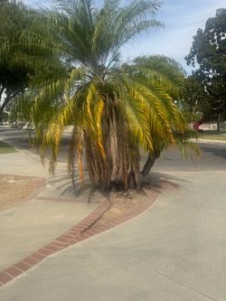 FREE 20+ yr old palm tree