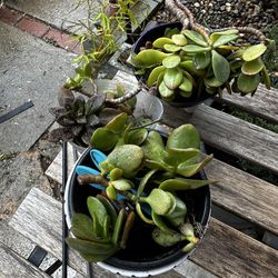 Jade cuttings