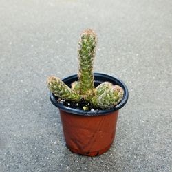 Succulents plants 🪴