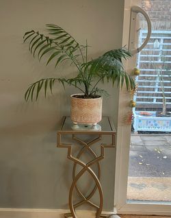 Healthy Parlor Palm in 5.5” Pot