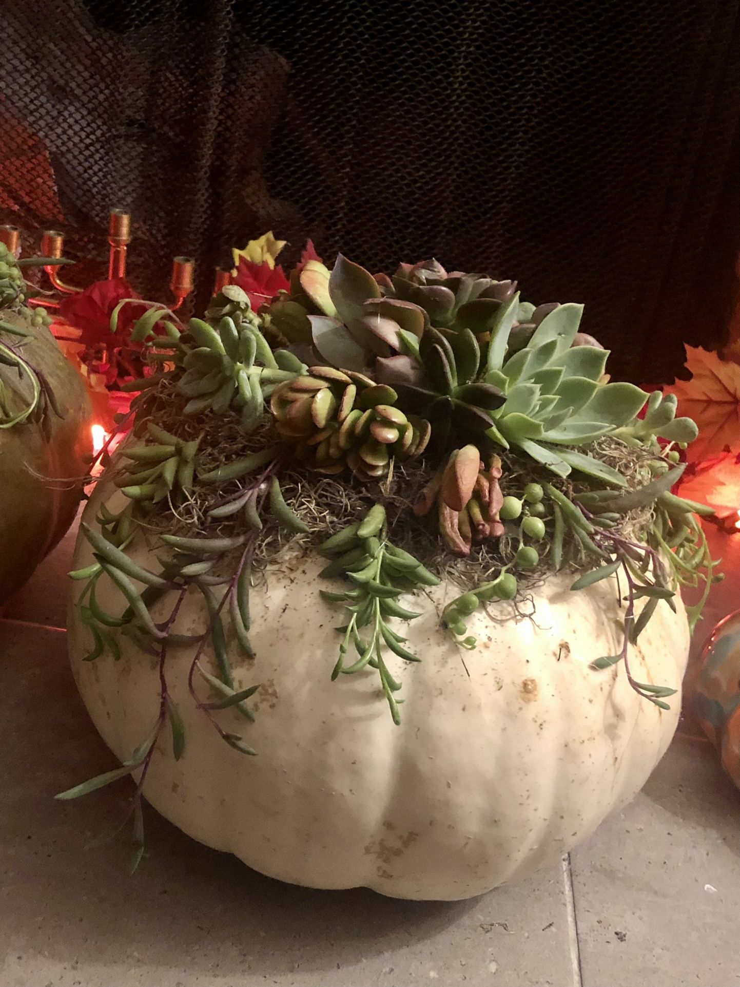 Pumpkins Succulents