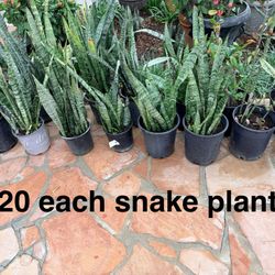 Snake Plant $20 Each Lots Of Healthy Indoor Outdoor Plants 