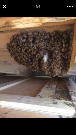 LiveBeeRemoval