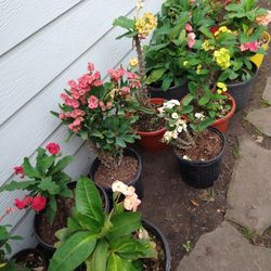 Bonitas Coronas De Cristo 