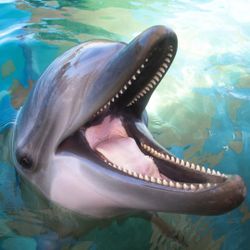 SEA WORLD BOLETOS 