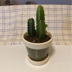 Three Growing Cactus In Ceramic Planter With Matching Saucer