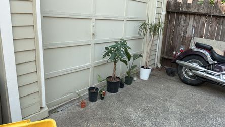 House plant collection