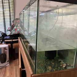Fish Tank 