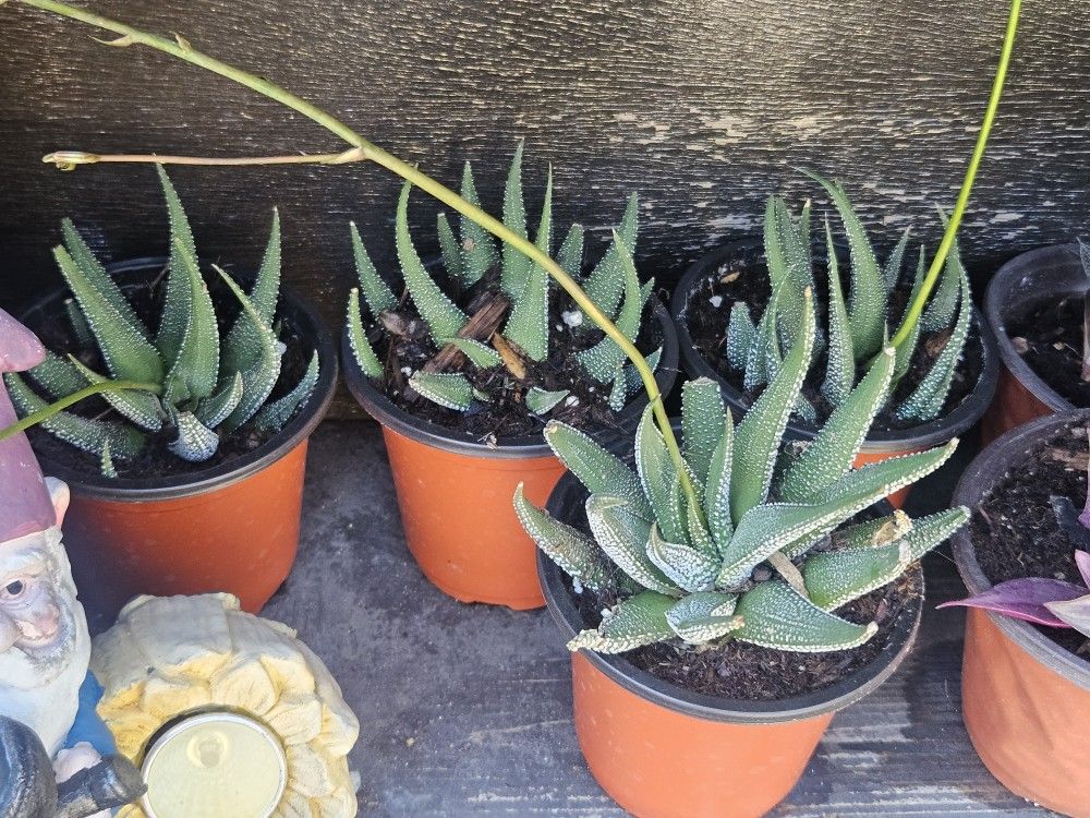 Haworthia Succulent