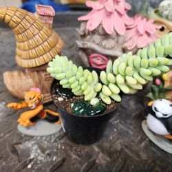 Plant Sale Burrow Tail Donkey Tail Only $3 Sale This Weekend