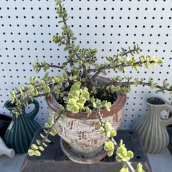 Succulent In A Clay Pot