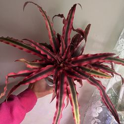 Cryptanthus ‘Super Pink’ Earth Star
