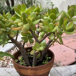 Jade Plants