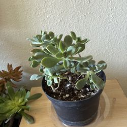 🪴 plant succulent