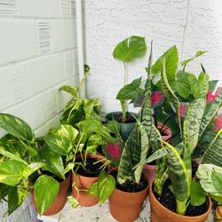 Plants For Sale 10 Each 