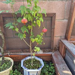 Chinese lantern plant