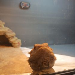Big tank for big reptile