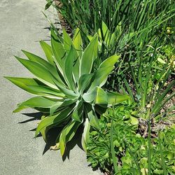 *** FREE  ***  Succulent