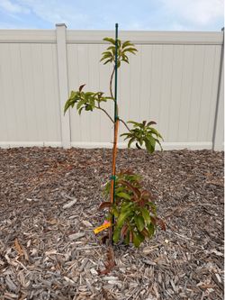 Avocado tree