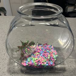 🐠 1 Gallon Glass Fish Bowl with Colorful Rocks & Plant Decor