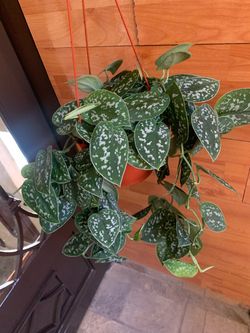 Satin Photos Indoor Plants