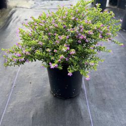 Mexican Heather - 1gl