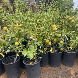 5 Gallon Size- Fruiting Age- Citrus Trees 
