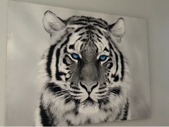 Tiger canvas