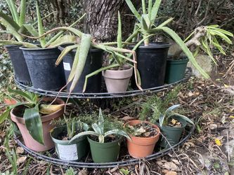 plants
