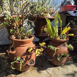 šµ Mixed Succulent Garden in Terracotta Clay Pots