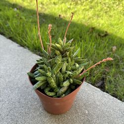 Gasteria Succulent